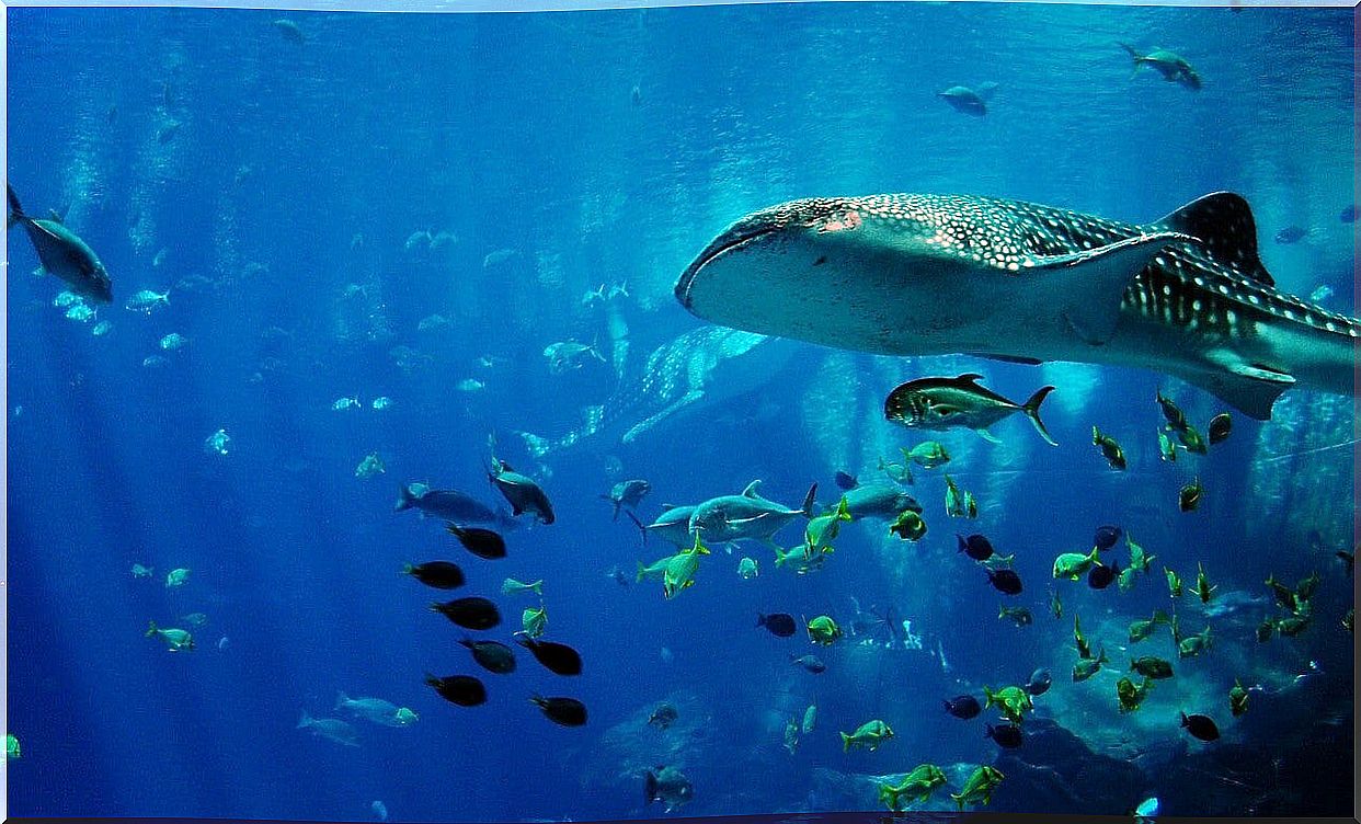 Whale shark in Ghoubet Bay