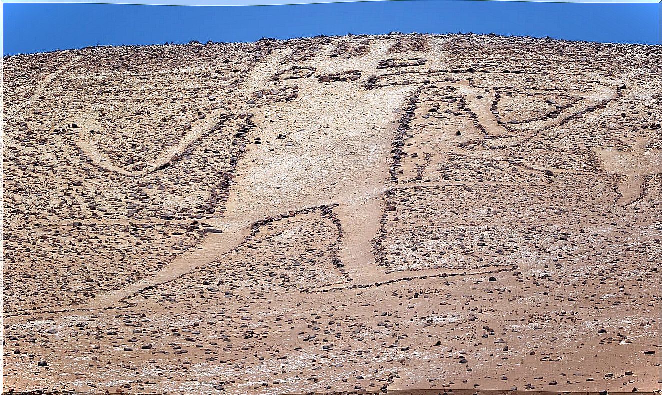 5 curiosities of the Atacama giant