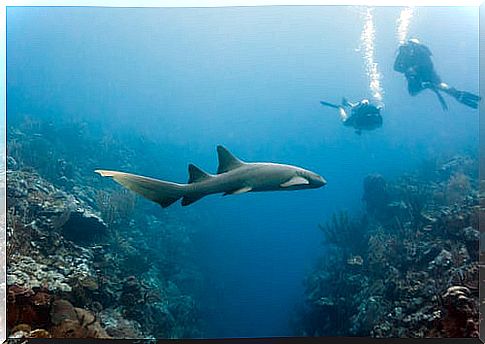 Shark Alley in South Africa