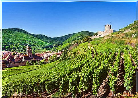 Vineyards in Alsace