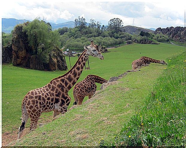 Cabárceno Park in Cantabria