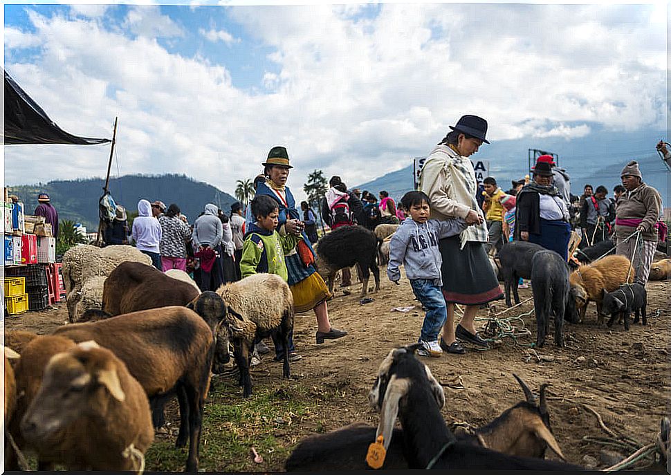 A walk through the Otavalo animal fair