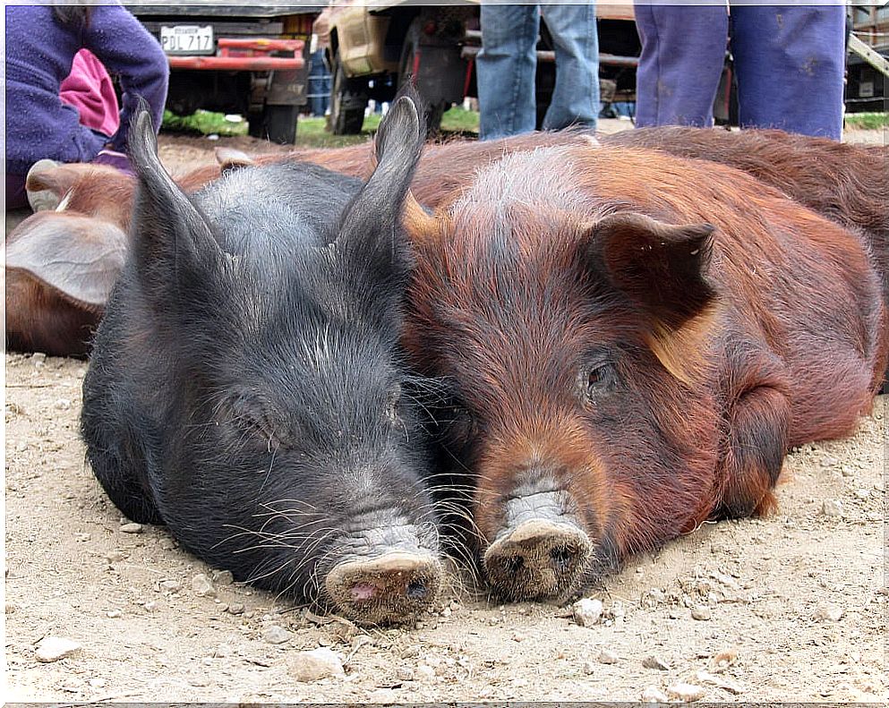 Otavalo animal market