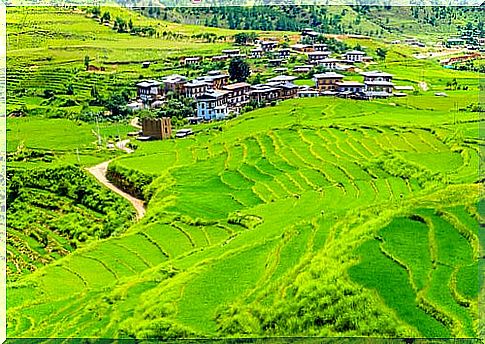 Rice fields in Bhutan