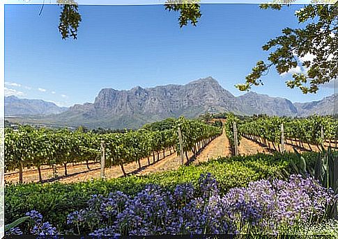 Cape Winelands in Cape Town