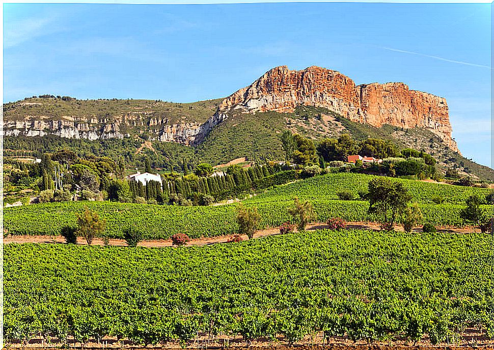 Vineyards in Cassis