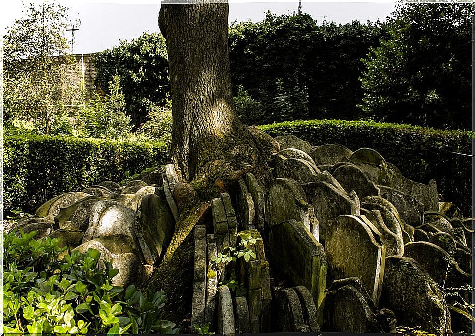 View of the Hardy Tree in London