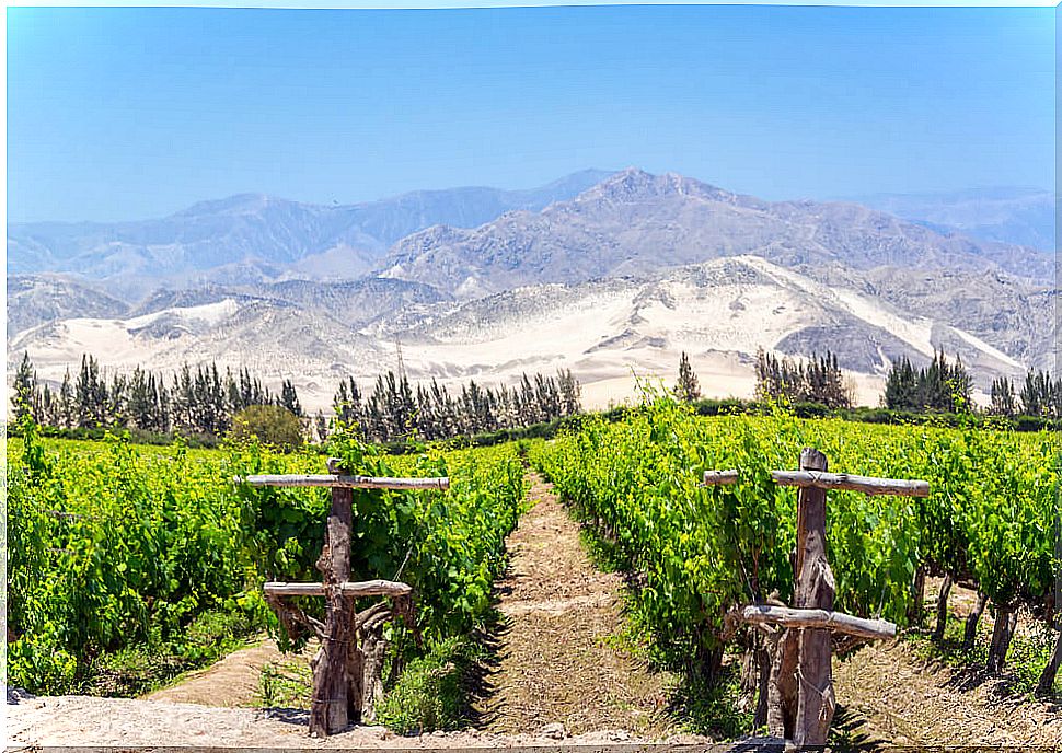 Vineyards in Pisco