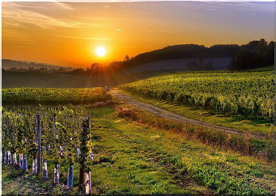 Vineyards in Bergerac