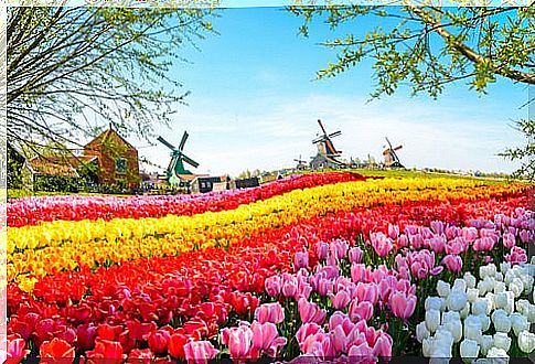 Flower field in Holland