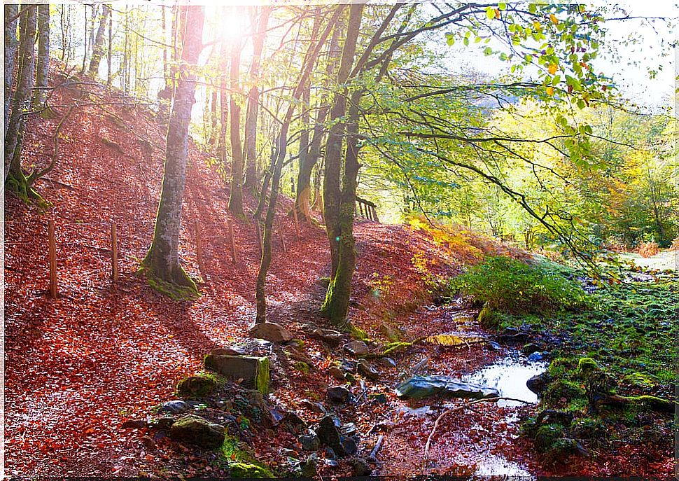 Live a unique experience in the Irati Forest in Spain