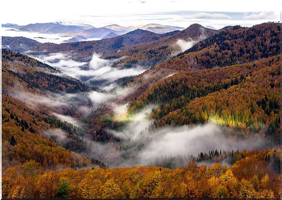 View of the Irati Forest in Spain