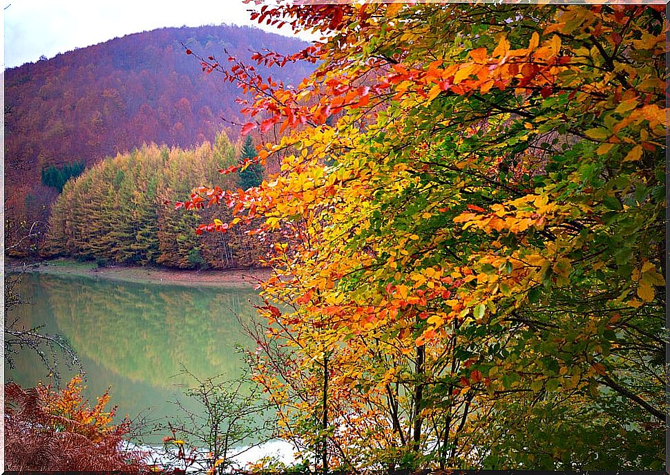 Irati forest in autumn