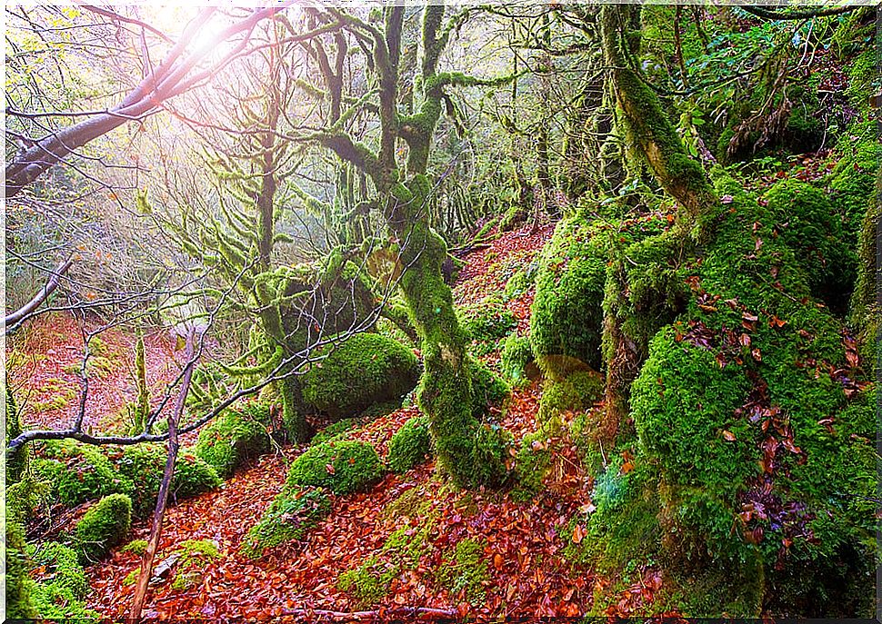 Irati forest in Spain