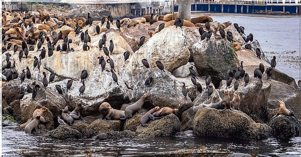 Monterrey in the United States: meet the sea lions