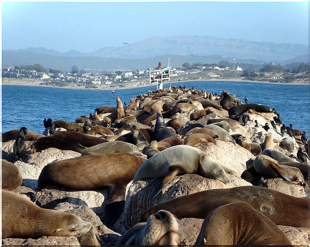 Sea lions in Monterrey in the United States