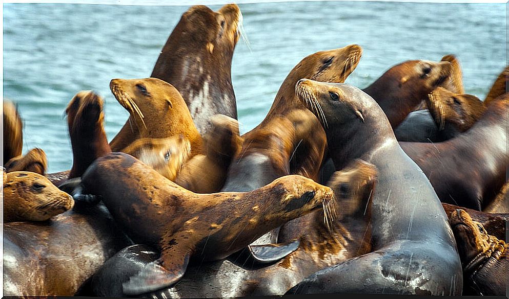 Sea lions in Monterrey in the United States