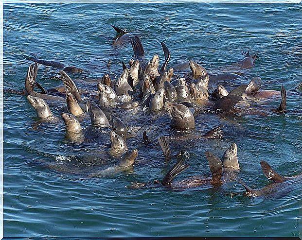 Sea lions in Monterrey