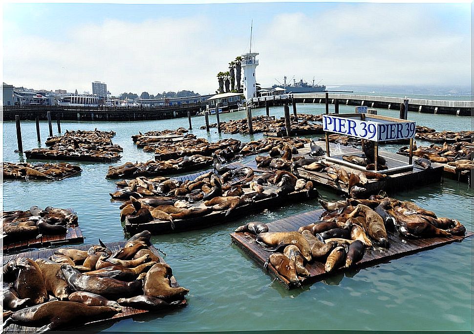 Sea lions at Pier 39