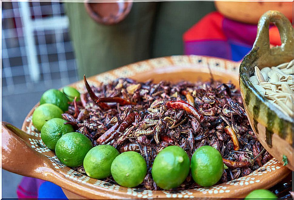 Places in the world where the menu includes insects