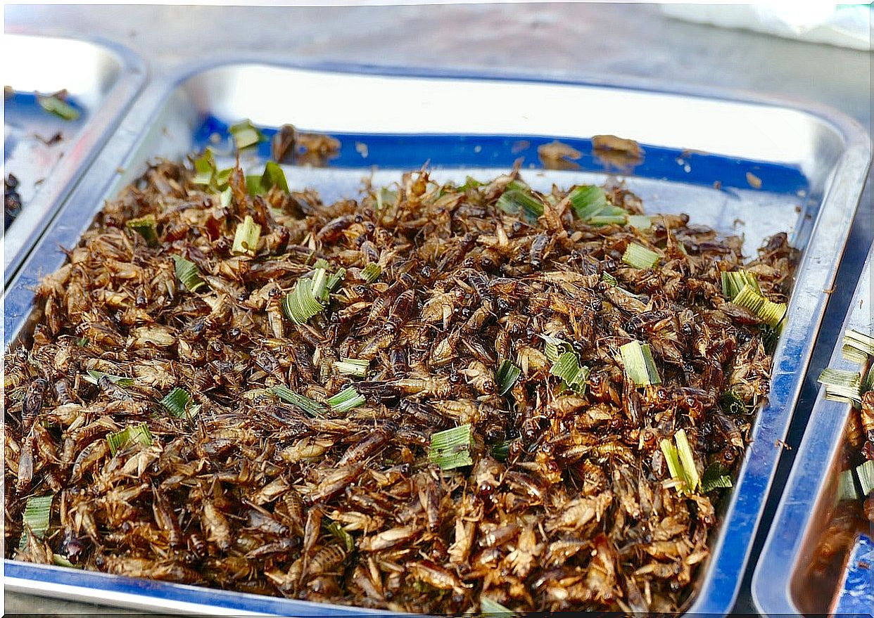 Insects in a restaurant in Thailand