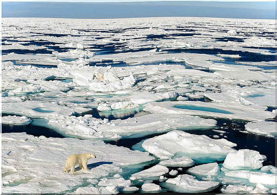 Bear among ice melted by climate change