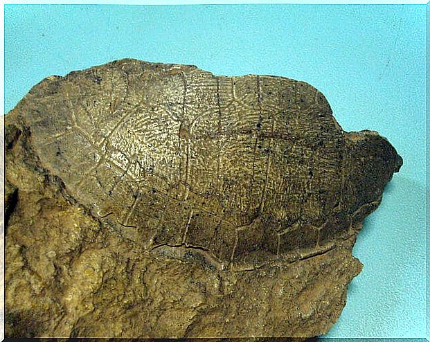 Fossil of a turtle found in Riversleigh