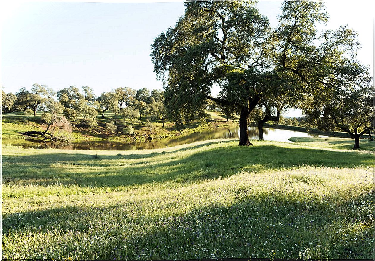 The landscape of the Sierra Norte de Sevilla is fascinating in spring.