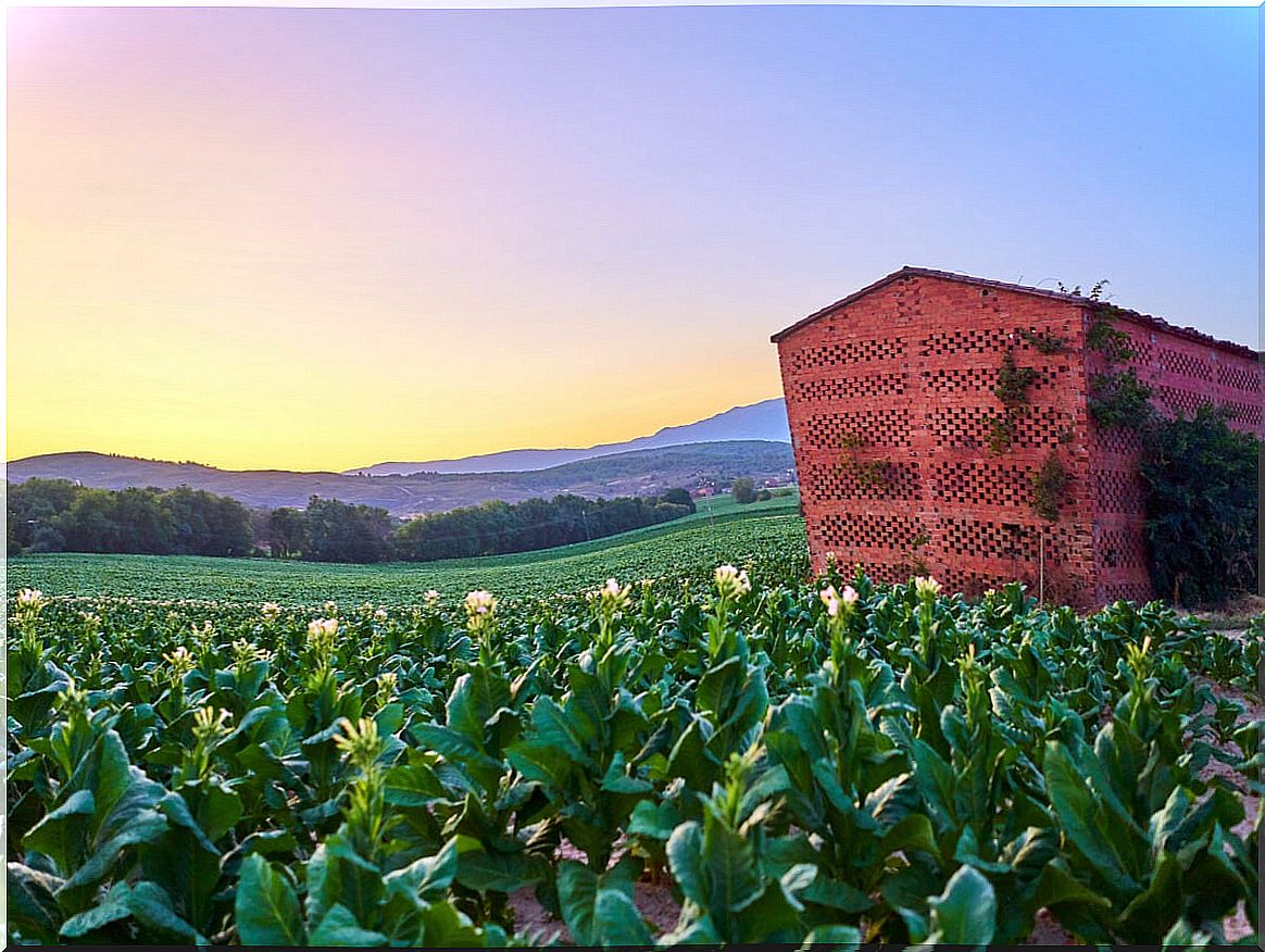 The La Vera tobacco drying rooms and their peculiar uses