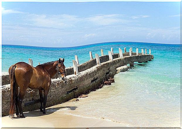 Horse on a beach in Jamaica