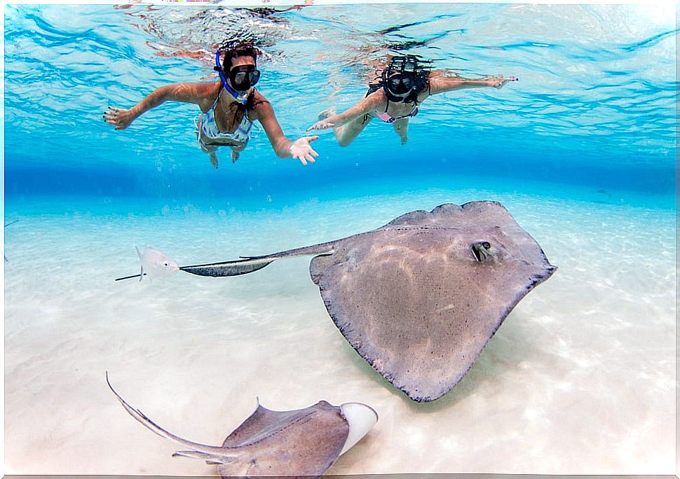 Stingray divers