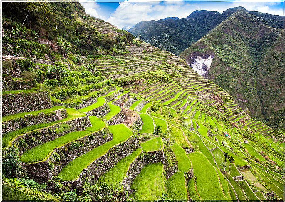 Rice terraces in Luzon