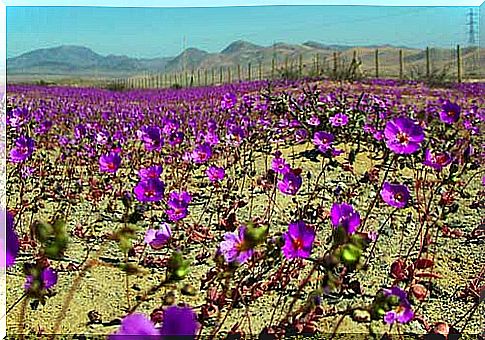 Flowerful desert