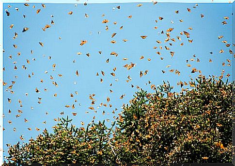 Butterfly sanctuary