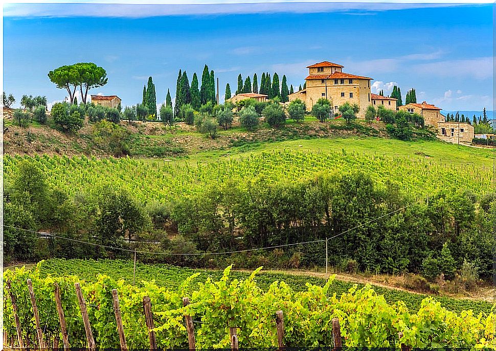 Vineyards in the Chianti Valley in Tuscany