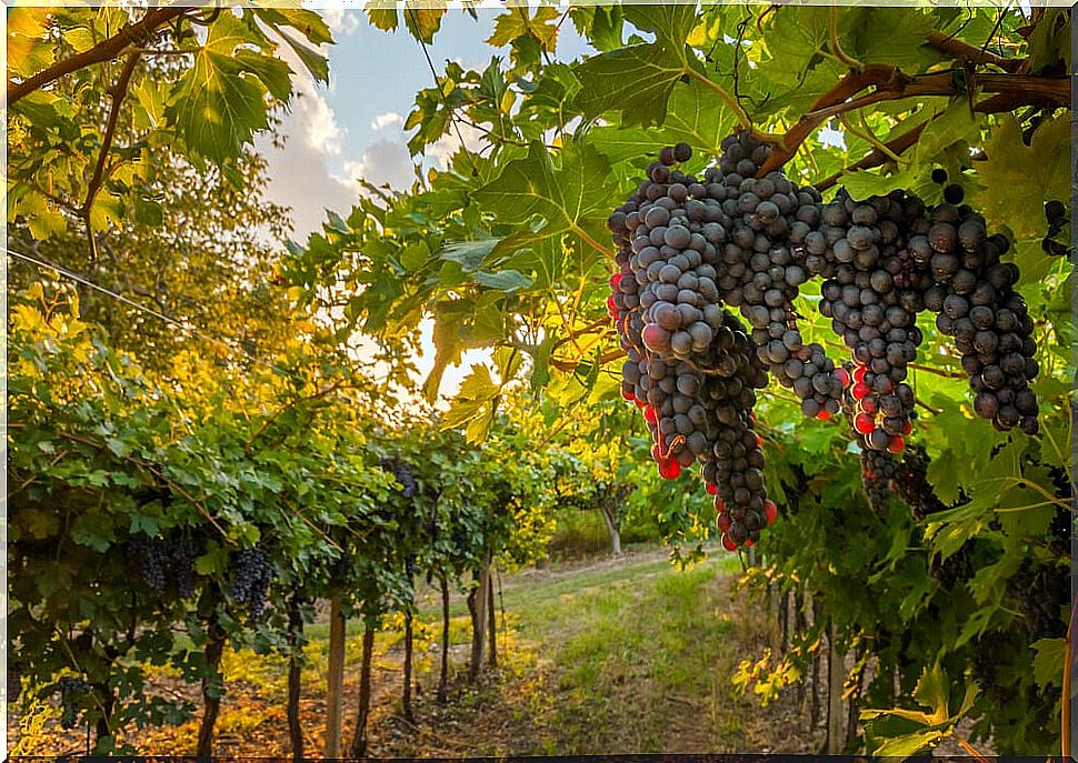 Vineyards in the Napa Valley, one of the destinations for lovers of wine tourism