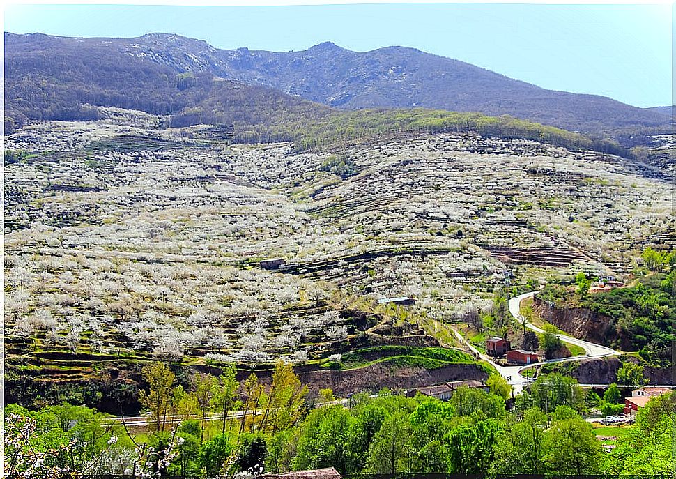 The best time to see the cherry blossoms of the Jerte Valley