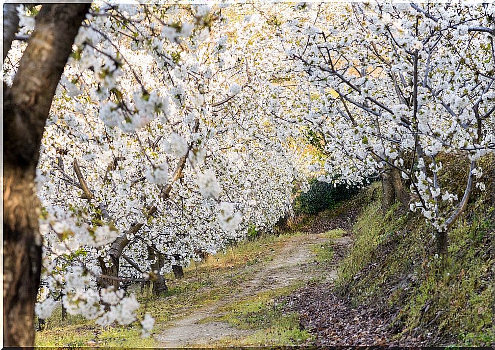 Cherry blossoms in the Jerte Valley