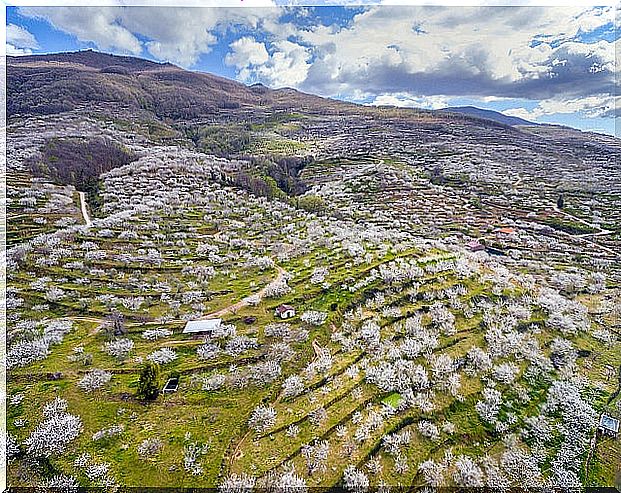 Cherry trees of the Jerte