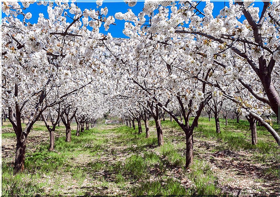 Cherry blossoms in the Jerte Valley