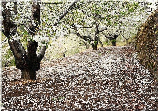 Cherry Blossoms in the Jerte Valley