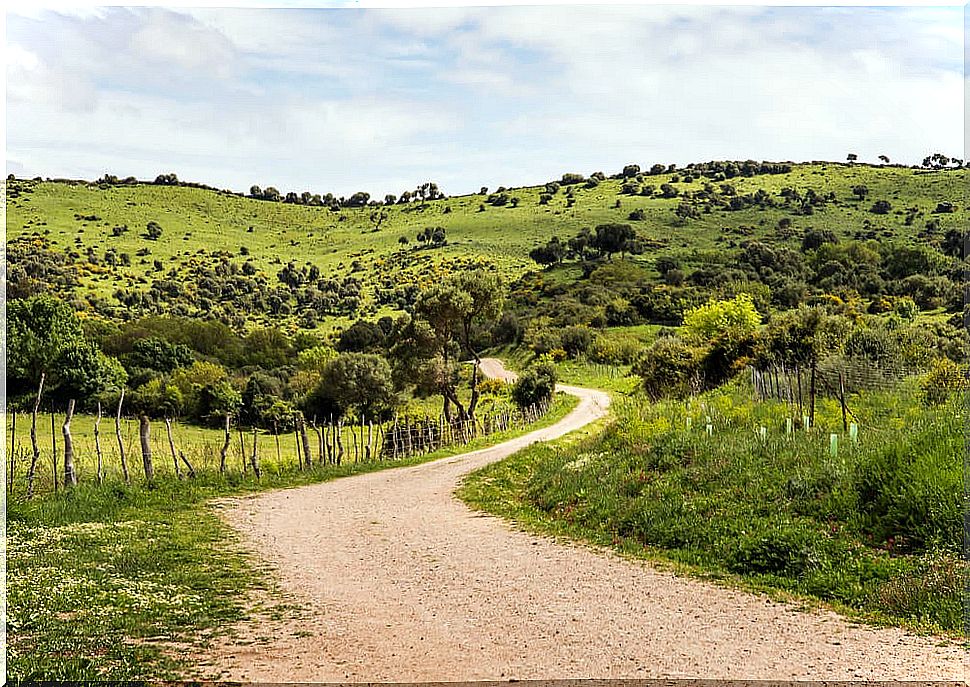 Los Alcornocales Natural Park, in Cádiz.