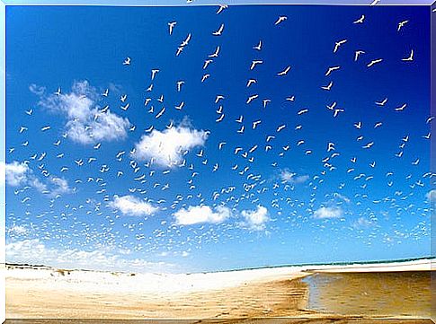 Seagulls-in-Praia-do-Cassino