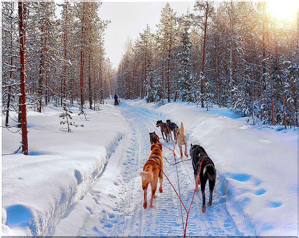 A sleigh ride in Norwegian Lapland