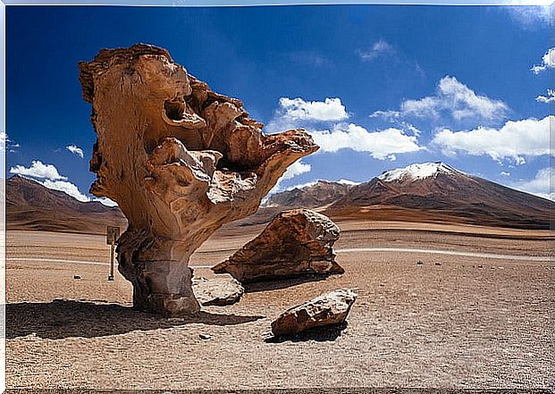 Stone tree in Bolivia