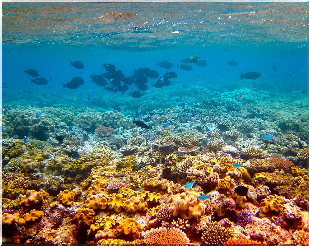 Great Barrier Reef in Australia