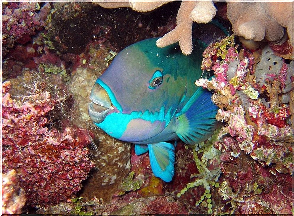 Fish in the Great Barrier Reef