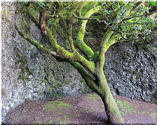 Garoé tree in El Hierro