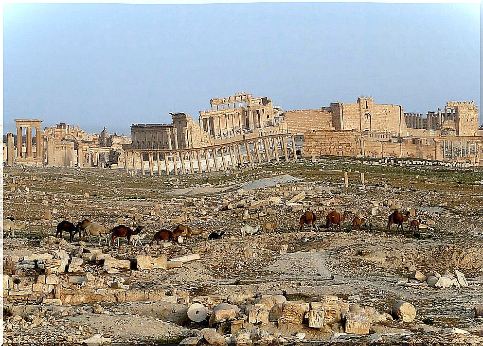 Ruins of Palmira, one of the places that we can no longer visit