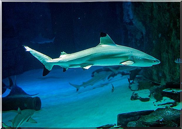 SEA Life London Aquarium near the London Eye